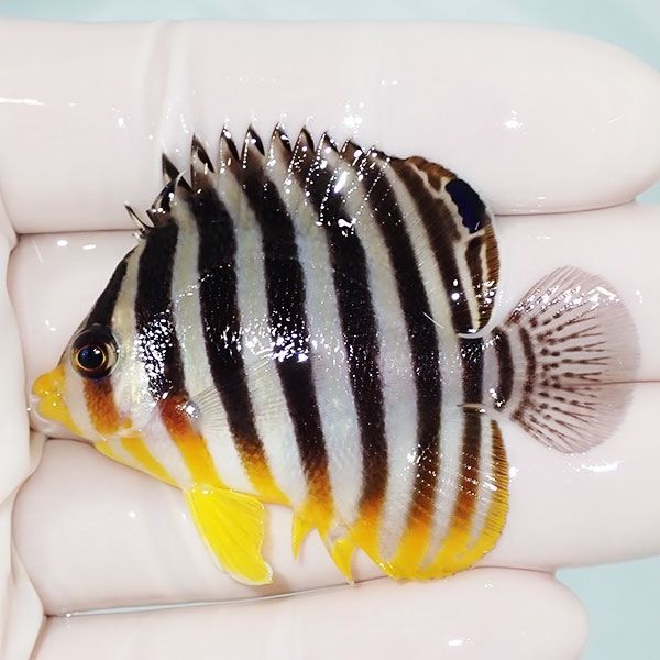 【現物37】sale シマヤッコ 5.5cm±! 海水魚 生体 15時までのご注文で当...