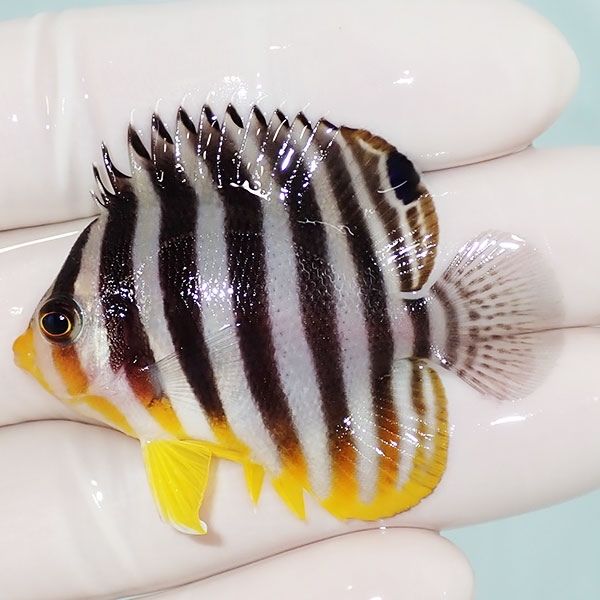 【現物38】sale シマヤッコ 5cm±! 海水魚 生体 15時までのご注文で当日...