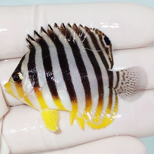 【現物42】sale シマヤッコ 5cm±! 海水魚 生体 15時までのご注文で当日...