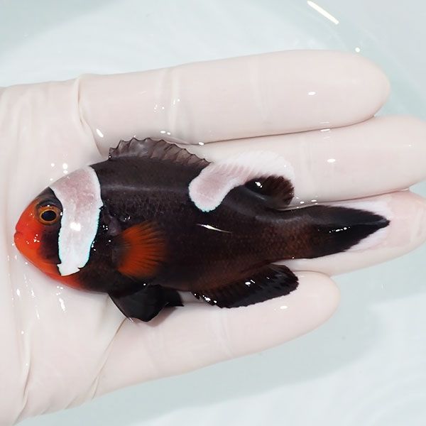 【現物2】トウアカクマノミ 8.5cm± ! wild 海水魚 カクレクマノミ(t111(...