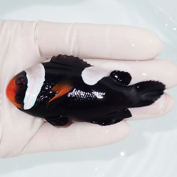 【現物3】トウアカクマノミ 8.5cm± ! wild 海水魚 カクレクマノミ(t111(...