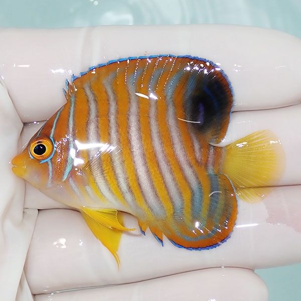 【現物101】ニシキヤッコ 5.5cm±! 海水魚 ヤッコ 15時までのご注文で当...