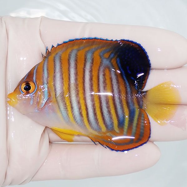 【現物102】ニシキヤッコ 7.5cm±! 海水魚 ヤッコ 15時までのご注文で当...