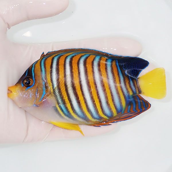 【現物103】ニシキヤッコ 13cm±! 海水魚 ヤッコ 15時までのご注文で当日...