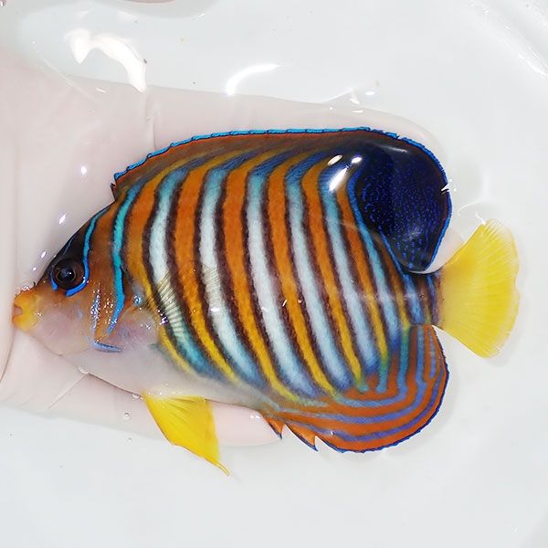 【現物104】ニシキヤッコ 12.5cm±! 海水魚 ヤッコ 15時までのご注文で当...