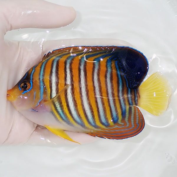 【現物105】ニシキヤッコ 12.5cm±! 海水魚 ヤッコ 15時までのご注文で当...