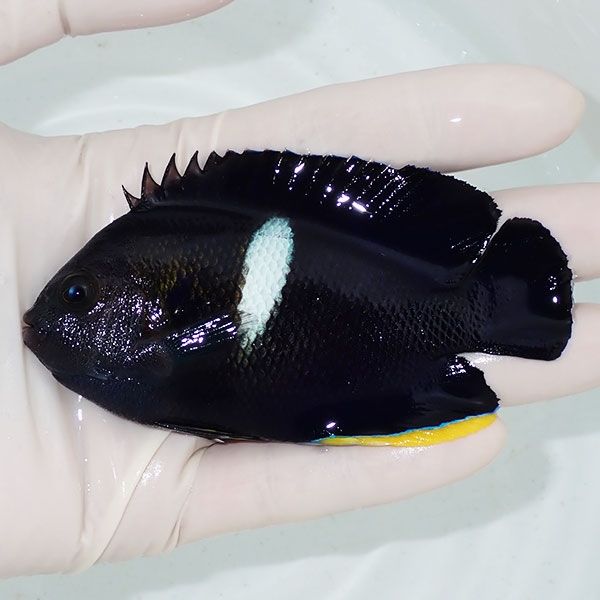 【現物】粒エサOK アブラヤッコbig 9.5cm± ! 海水魚 ヤッコ 15時までの...