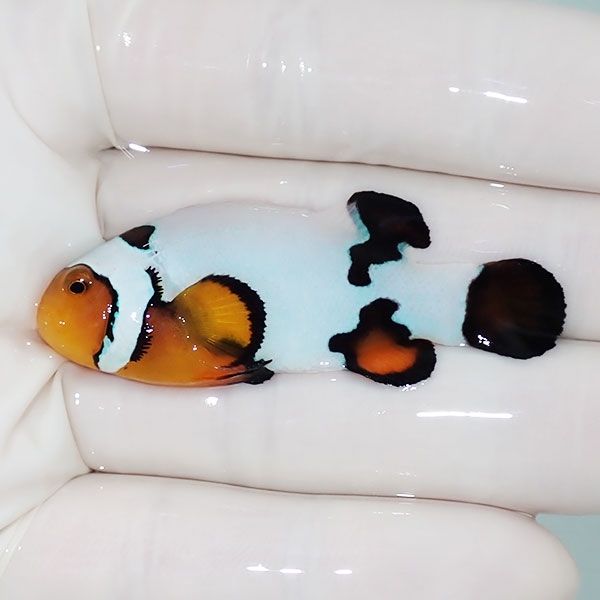 【現物3】プラチナクラウン 大きめ 5.5cm±!海水魚 クマノミ ブリード 15...