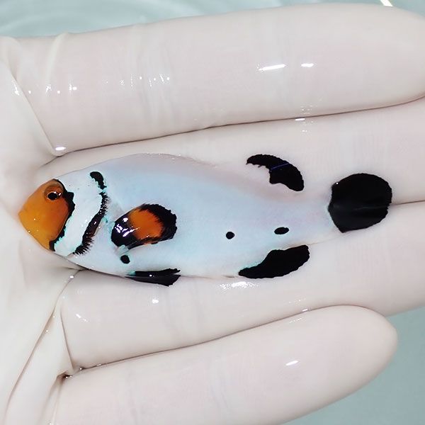 【現物2】プラチナクラウン 大きめ 6cm±!海水魚 クマノミ ブリード 15時...