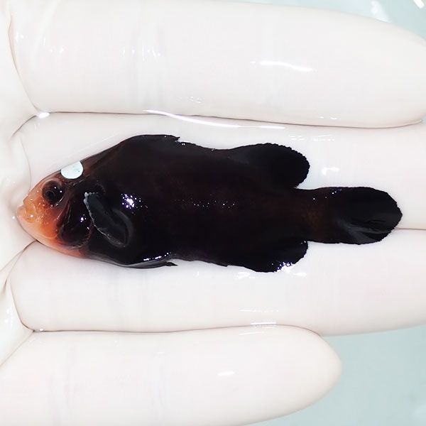 【現物1】ドミノクラウン 6cm±!海水魚 クマノミ ブリード 15時までのご...