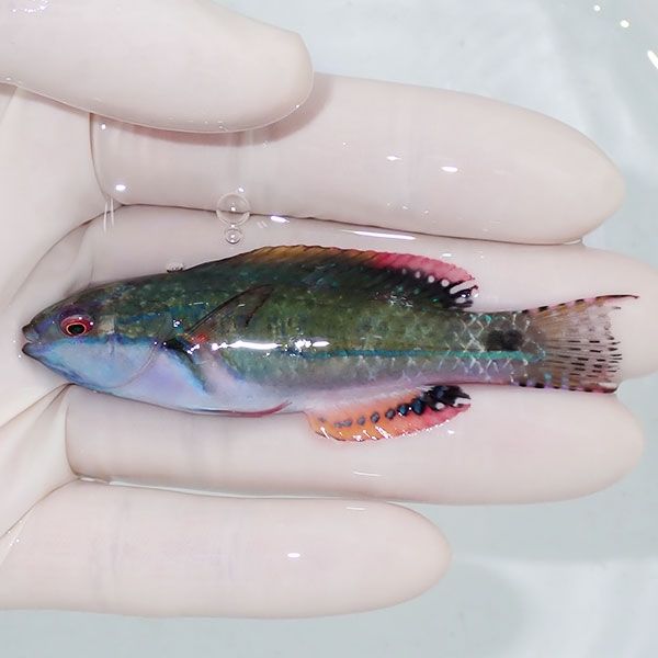 【現物1】エクスクジットラス 7.5cm ! 海水魚 ベラ 餌付け!15時までのご...