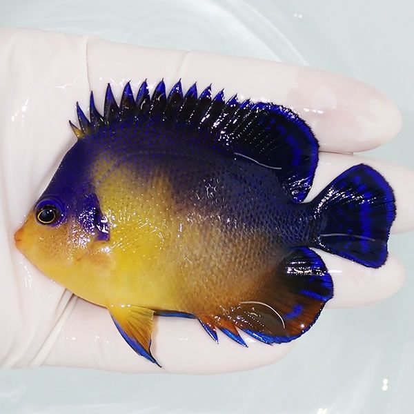 【現物8】スミレヤッコ 8.5cm±! 海水魚 ヤッコ 15時までのご注文で当日...