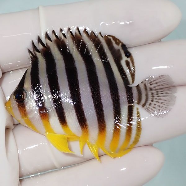 【現物52】sale シマヤッコ 5.7cm±! 海水魚 生体 15時までのご注文で当...