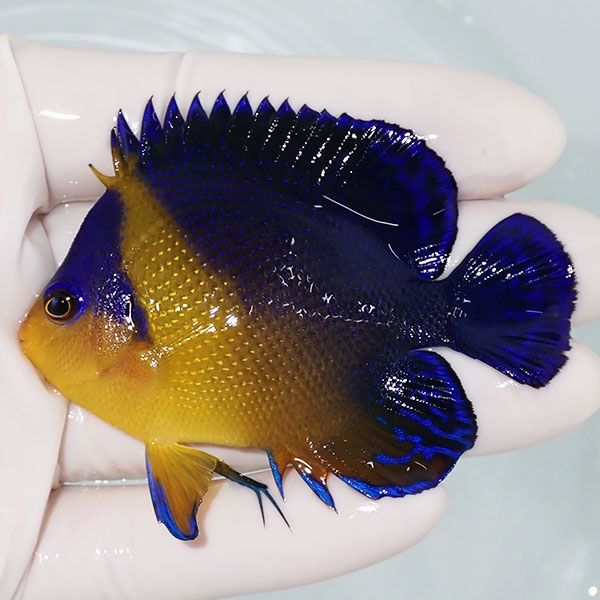 【現物3】スミレヤッコ 7cm±! 海水魚 ヤッコ 15時までのご注文で当日発...