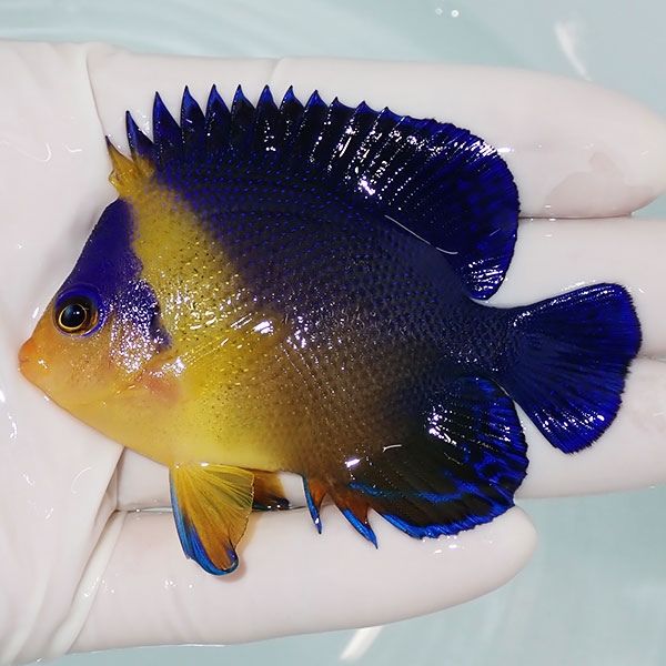 【現物4】スミレヤッコ 7.5cm±! 海水魚 ヤッコ 15時までのご注文で当日...