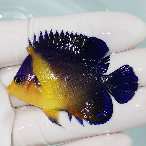 【現物1】スミレヤッコ 5.5cm±! 海水魚 ヤッコ 15時までのご注文で当日...