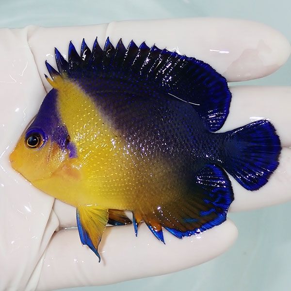 【現物5】スミレヤッコ 7.5cm±! 海水魚 ヤッコ 15時までのご注文で当日...