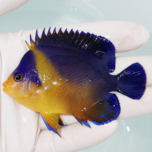 【現物6】スミレヤッコ 7.7cm±! 海水魚 ヤッコ 15時までのご注文で当日...