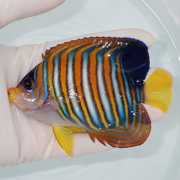 【現物1】冷凍ブラインOK ニシキヤッコ 11cm±!海水魚 ヤッコ15時までの...