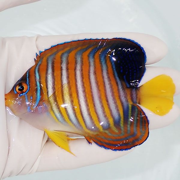 【現物2】ニシキヤッコ 9cm±!海水魚 ヤッコ15時までのご注文で当日発送(...