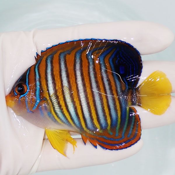 【現物3】ニシキヤッコ 8.5cm±!海水魚 ヤッコ15時までのご注文で当日発...