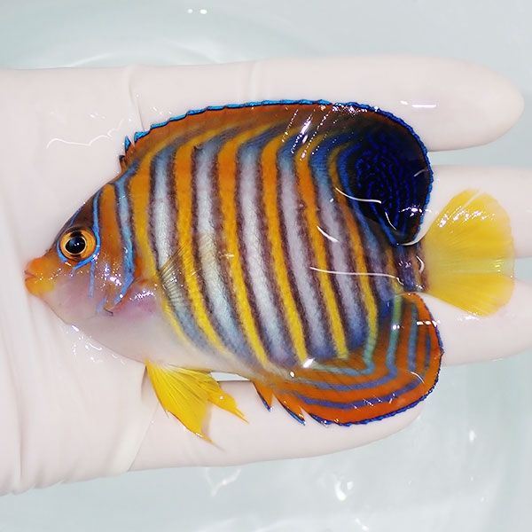 【現物4】ニシキヤッコ 9cm±!海水魚 ヤッコ15時までのご注文で当日発送(...