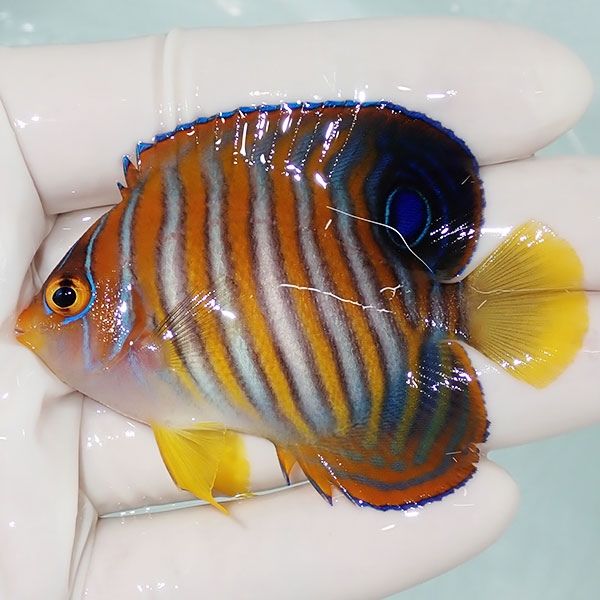 【現物5】ニシキヤッコ 6.5cm±!海水魚 ヤッコ15時までのご注文で当日発...