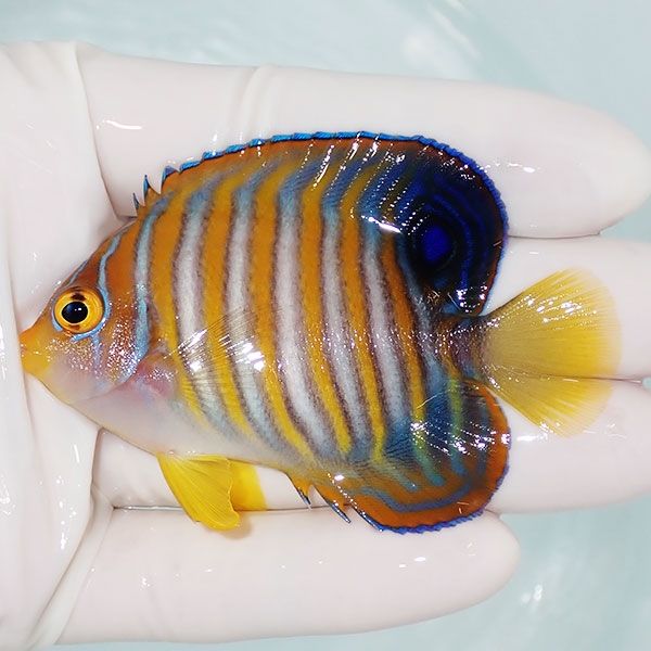 【現物6】ニシキヤッコ 7cm±!海水魚 ヤッコ15時までのご注文で当日発送(...