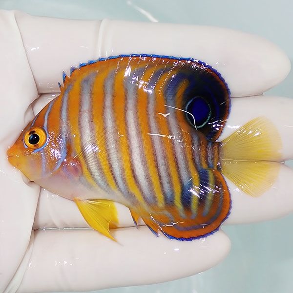 【現物7】ニシキヤッコ 9cm±!海水魚 ヤッコ15時までのご注文で当日発送(...