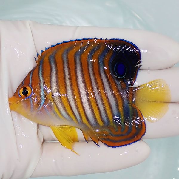 【現物8】ニシキヤッコ 7.5cm±!海水魚 ヤッコ15時までのご注文で当日発...