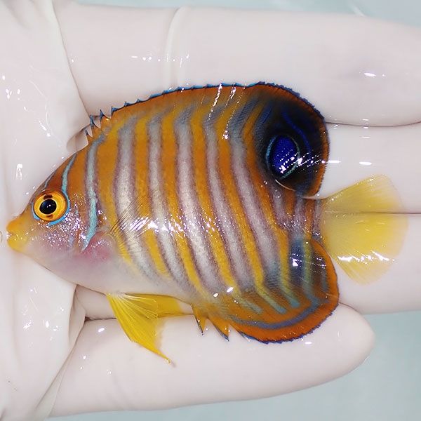 【現物9】 ニシキヤッコ 6.5cm±!海水魚 ヤッコ15時までのご注文で当日発...