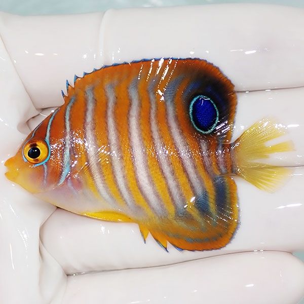 【現物10】尾鰭かけ有 ニシキヤッコ 6cm±!海水魚 ヤッコ15時までのご注...