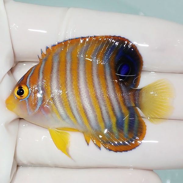 【現物11】ニシキヤッコ 5.5cm±!海水魚 ヤッコ15時までのご注文で当日発...