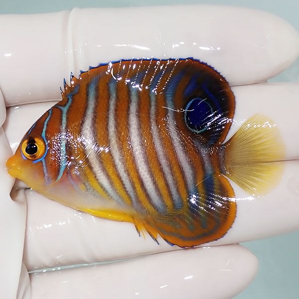 【現物12】ニシキヤッコ 6cm±!海水魚 ヤッコ15時までのご注文で当日発送...