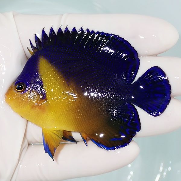 【現物2】スミレヤッコ 7cm±! 海水魚 ヤッコ 15時までのご注文で当日発...