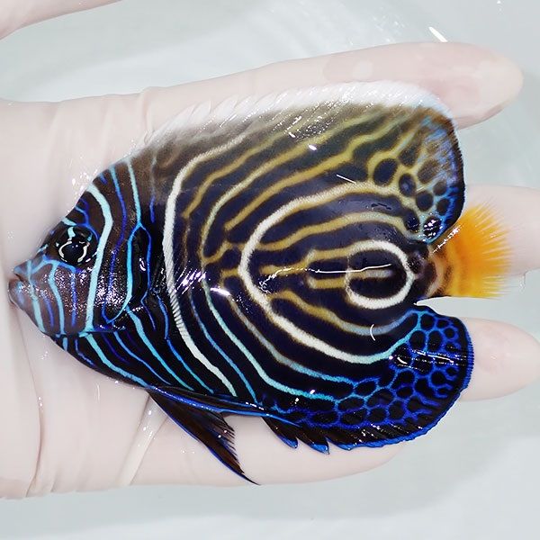 【現物2】タテジマキンチャクダイ(ウズキン) 10cm±!海水魚 ヤッコ 15時...