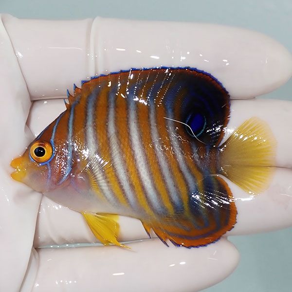 【現物13】ニシキヤッコ 6.3cm±!海水魚 ヤッコ15時までのご注文で当日発...