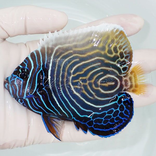 【現物5】タテジマキンチャクダイ(ウズキン) 11cm±!海水魚 ヤッコ 15時...