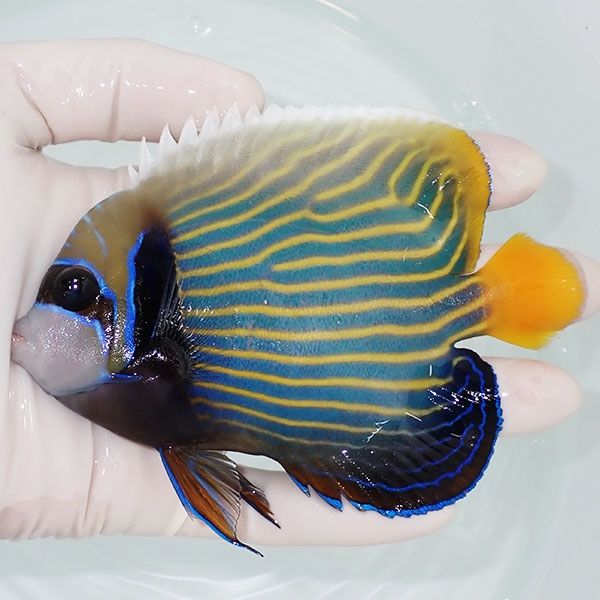 【現物8】タテジマキンチャクダイ 12cm±!海水魚 ヤッコ 15時までのご注...