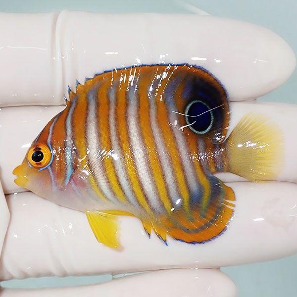 【現物14】ニシキヤッコ 5.5cm±!海水魚 ヤッコ15時までのご注文で当日発...