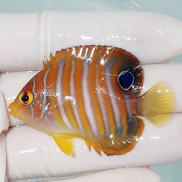 【現物15】ニシキヤッコ 5.5cm±!海水魚 ヤッコ15時までのご注文で当日発...