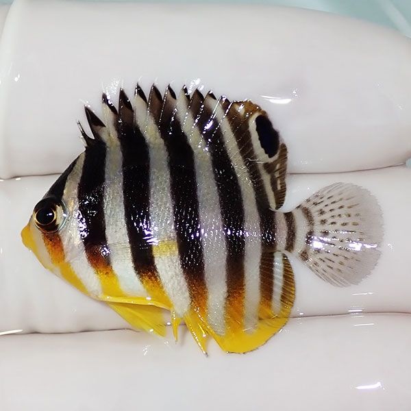 【現物55】sale シマヤッコ 3.5cm±! 海水魚 生体 15時までのご注文で当...