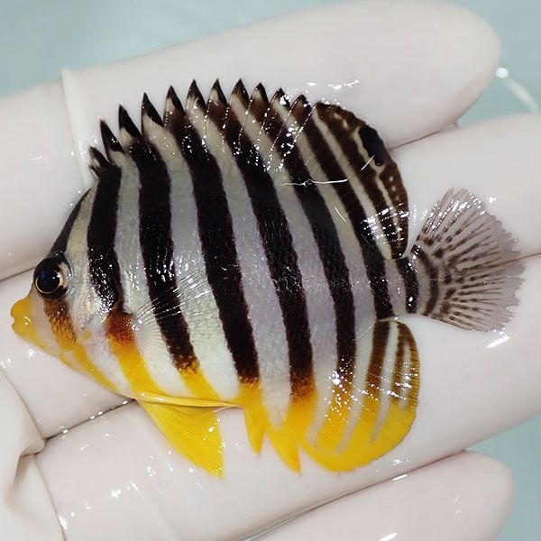 【現物56】sale シマヤッコ 5.5cm±! 海水魚 生体 15時までのご注文で当...