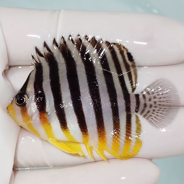 【現物57】sale シマヤッコ 5.5cm±! 海水魚 生体 15時までのご注文で当...