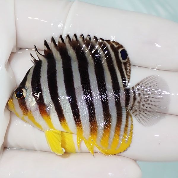 【現物58】sale シマヤッコ 5.5cm±! 海水魚 生体 15時までのご注文で当...