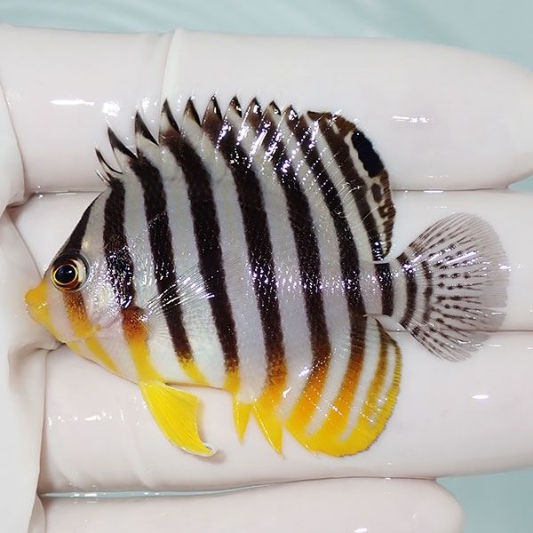 【現物59】sale シマヤッコ 5.5cm±! 海水魚 生体 15時までのご注文で当...