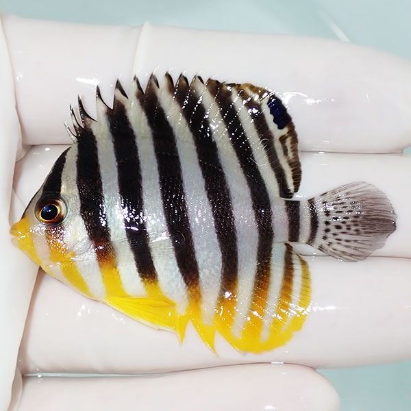 【現物60】sale シマヤッコ 5.5cm±! 海水魚 生体 15時までのご注文で当...