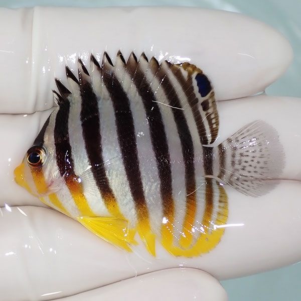 【現物44】sale シマヤッコ 4.8cm±! 海水魚 生体 15時までのご注文で当...