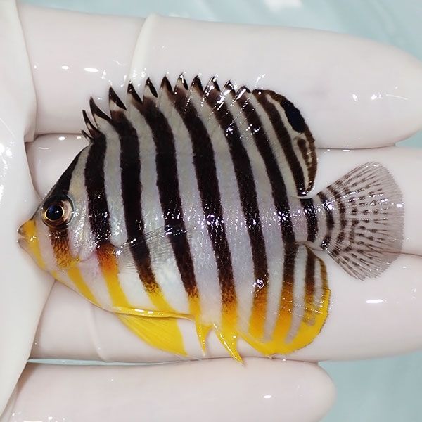 【現物47】sale シマヤッコ 6cm±! 海水魚 生体 15時までのご注文で当日...