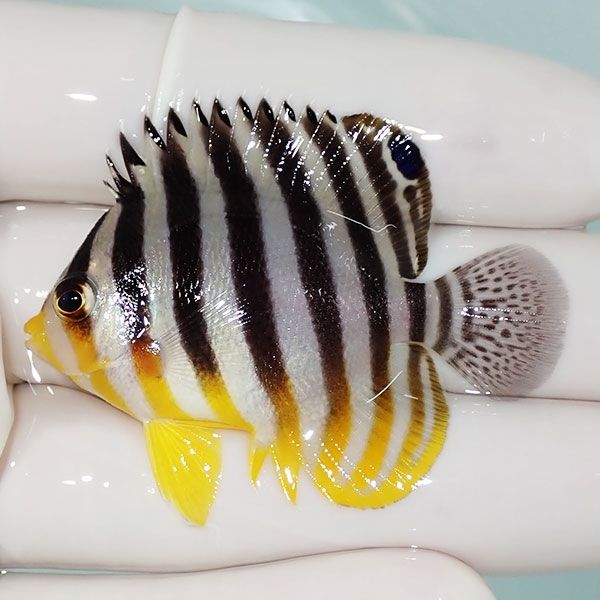 【現物48】sale シマヤッコ 5cm±! 海水魚 生体 15時までのご注文で当日...